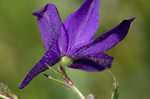 Alabama larkspur